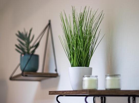 Center Cozy Apartment ซูโบติกา ภายนอก รูปภาพ